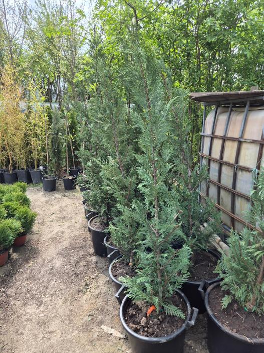 - Lejlandski čempres - Cupressocyparis leylandii - Slika 5