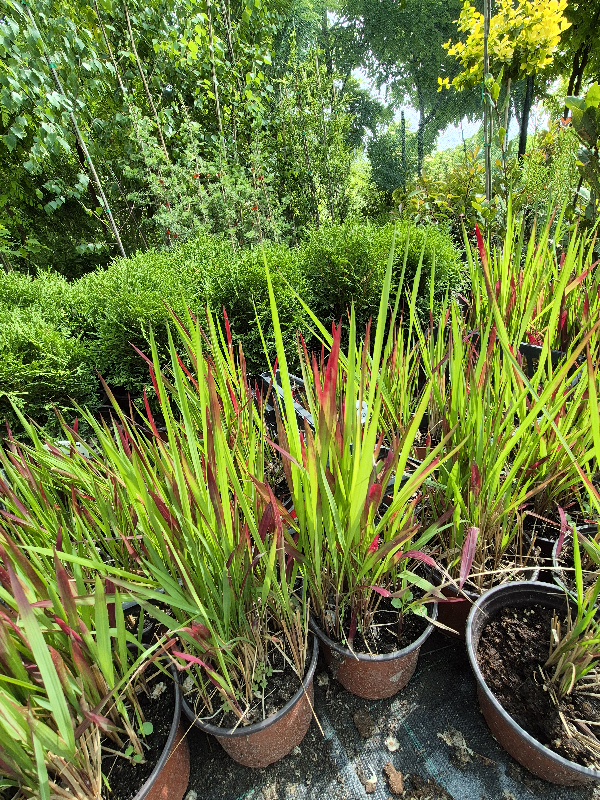 - Crvena trava - Imperata cylindrica Red Baron - Slika 2