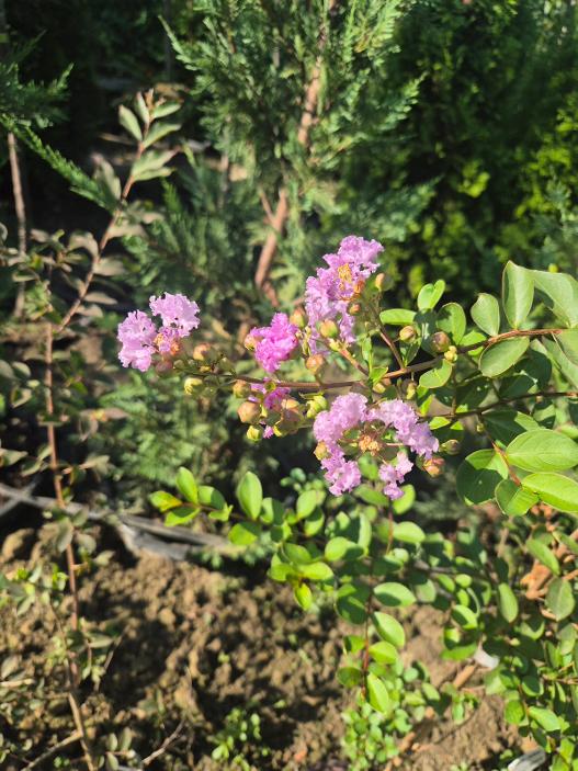 - Indijski jorgovan - Lagestroemia indica - Slika 2