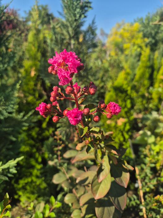 - Indijski jorgovan - Lagestroemia indica - Slika 3