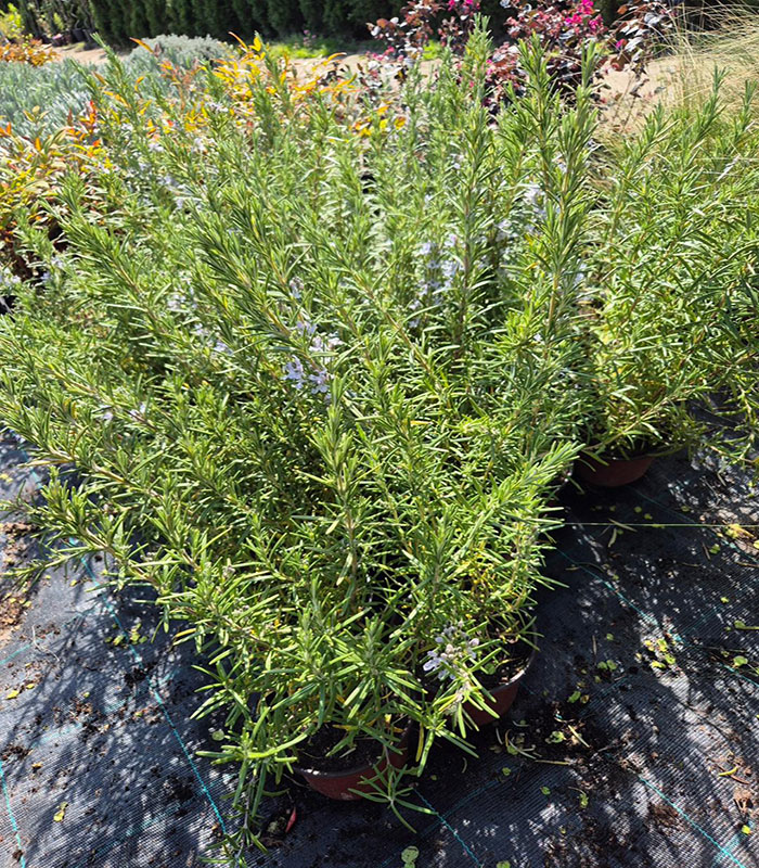 - Ruzmarin - Rosmarinus officinalis - Slika 2