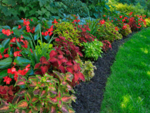 BILJKE ZA SENKU I POLUSENKU