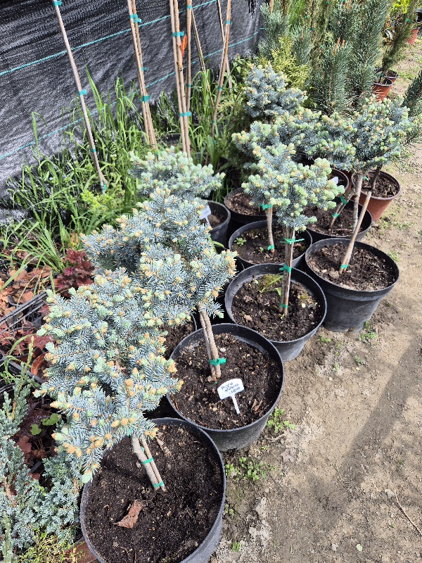 - Picea Glauca Globosa - Slika 3