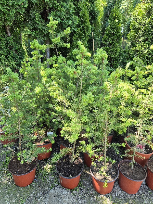 Duglazija - Pseudotsuga menziesii - Slika 4