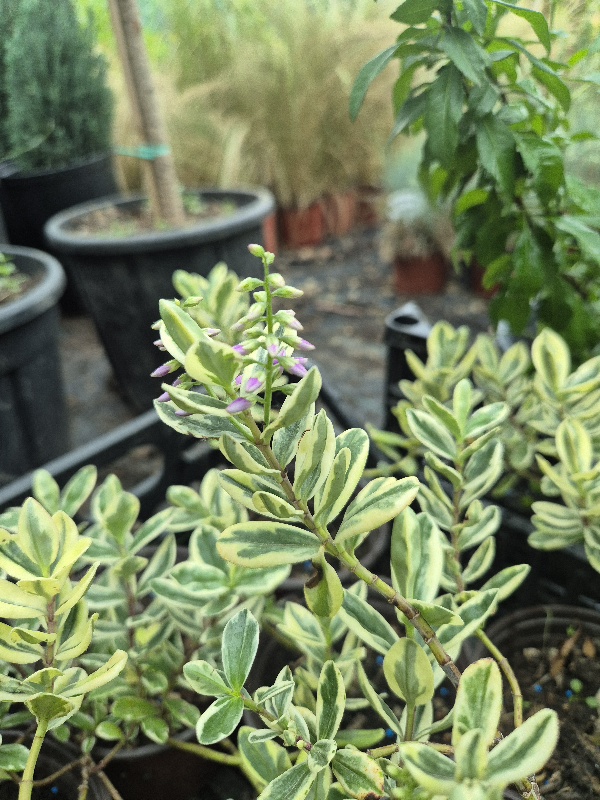 - Heba - Heba variegata - Slika 3