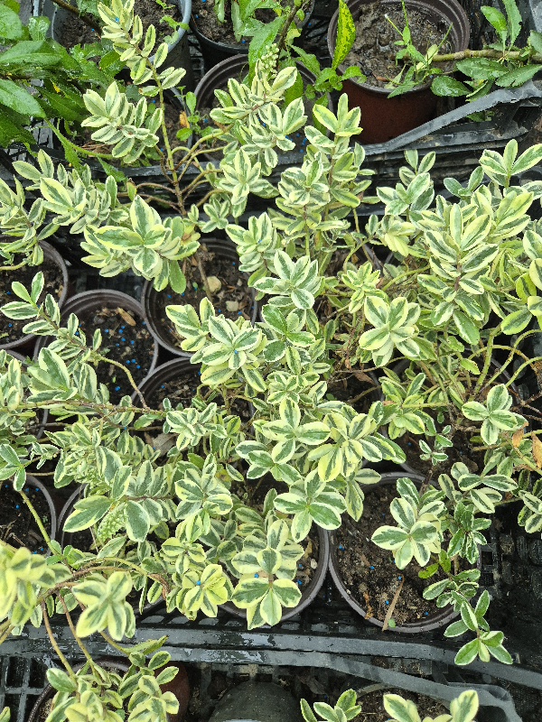 - Heba - Heba variegata - Slika 2