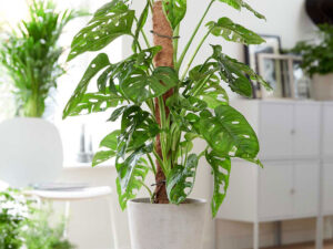 Monstera obliqua - Moderna sobna dama