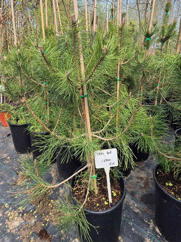 - Crni bor - Pinus Nigra - Slika 2