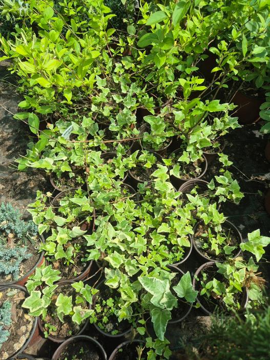 - Bršljan - Hedera helix - Slika 2
