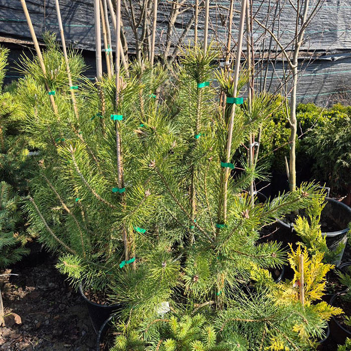 - Crni bor - Pinus Nigra - Slika 4