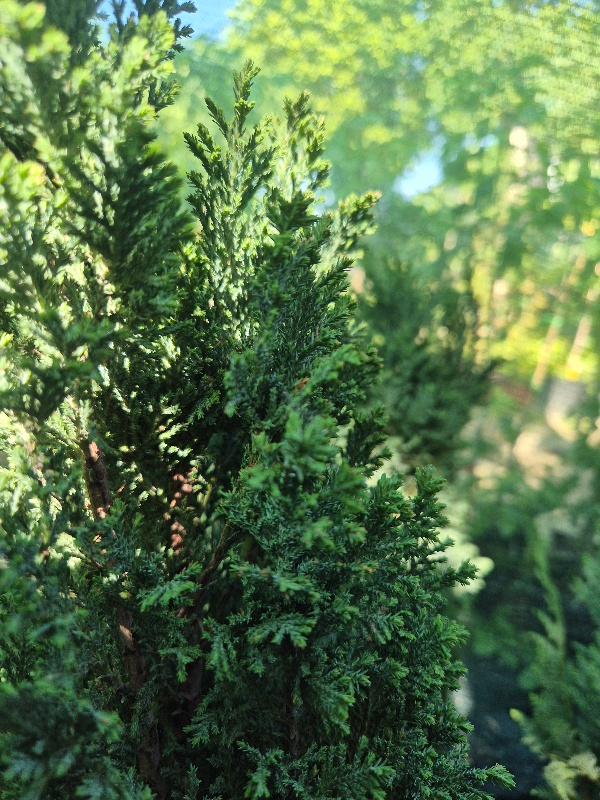 - Chamaecyparis lawsoniana ‘Ellwoodii blue’ - Slika 3