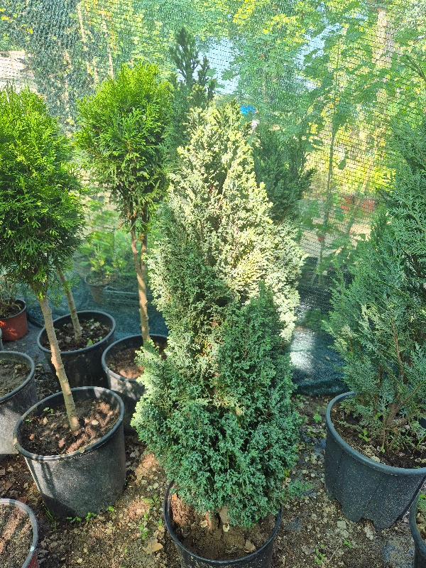 - Chamaecyparis lawsoniana ‘Ellwoodii blue’ - Slika 4