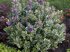 - Heba - Heba variegata