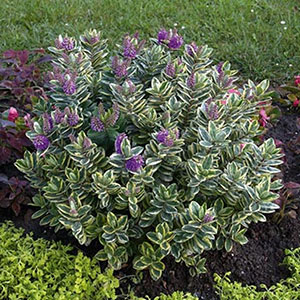 - Heba - Heba variegata