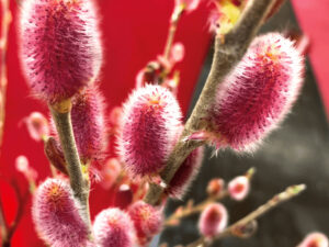 Salix gracilistyla “Mount Aso”