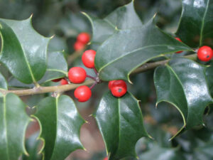 - Ilex aquifolium - Božikovina