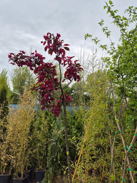- Ukrasna cvetna jabuka - Malus Royalty - Slika 2