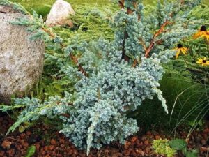 - Mejerova kleka - Juniperus Meyeri