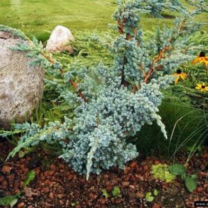 - Mejerova kleka - Juniperus Meyeri