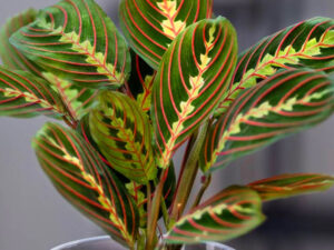 Maranta