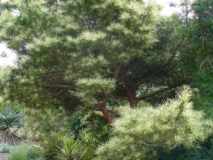 Pinus densiflora
