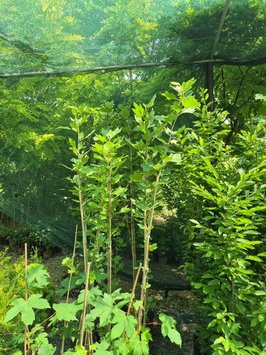 - Platan - Platanus acerifolia - Slika 3