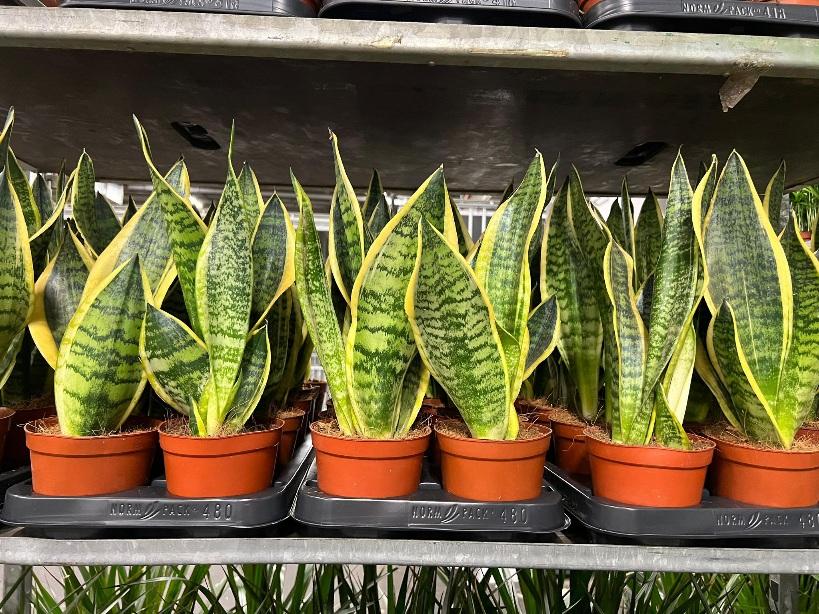 - Sanseveria 'Trifasciata Laurentii' - Slika 2