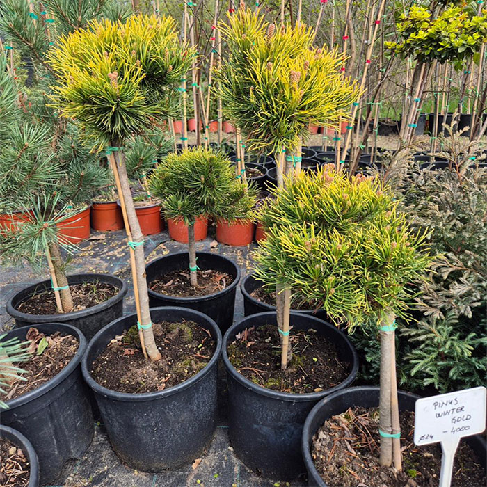 - Pinus Mugo topijar - Slika 3
