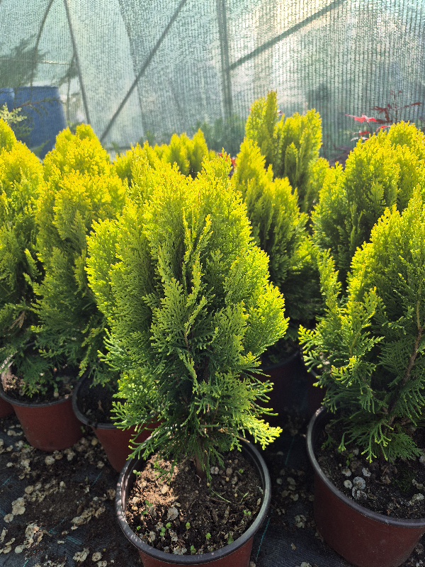 - Thuja Aurea Nana - Patuljasta zlatna tuja - Slika 3