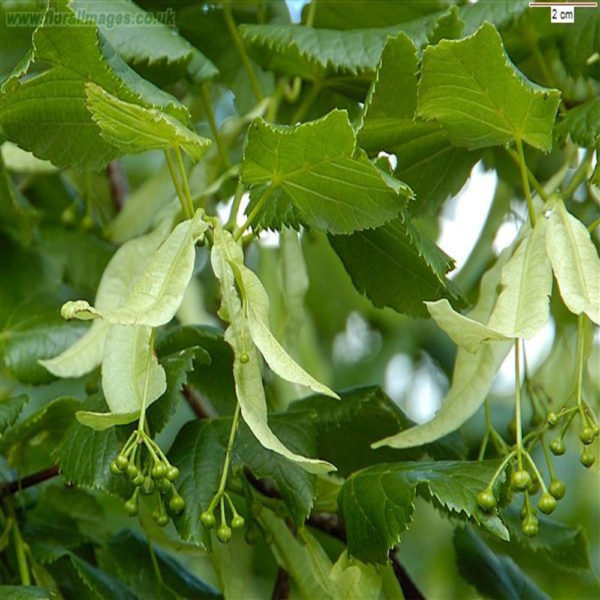 - Krupnolisna lipa - Tilia platyphyllos