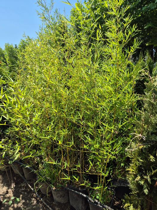 - Zeleni bambus - (Phyllostachys sp.) - Slika 2