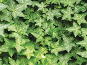 - Bršljan zimzelena puzavica - Hedera helix
