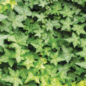 - Bršljan zimzelena puzavica - Hedera helix