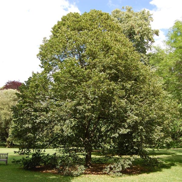 - Krupnolisna lipa - Tilia platyphyllos - Image 2