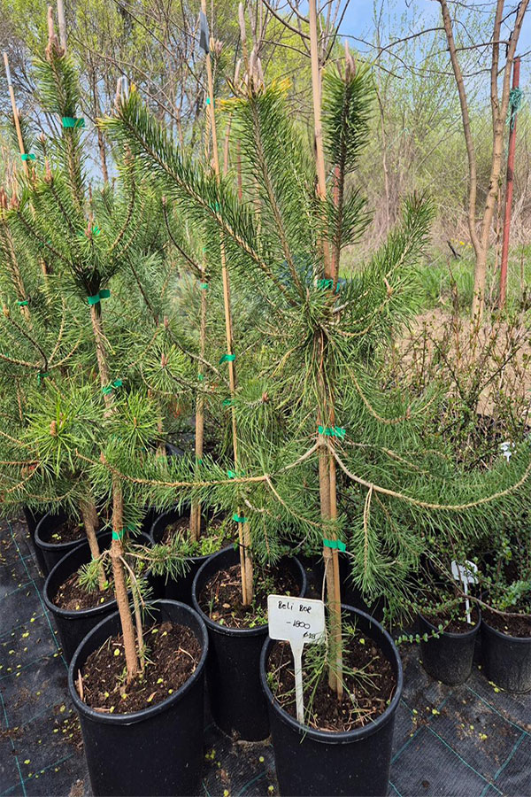 - Beli bor - Pinus silvestris - - Slika 2
