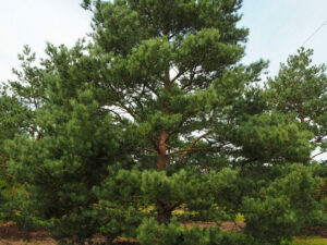 - Beli bor - Pinus silvestris -