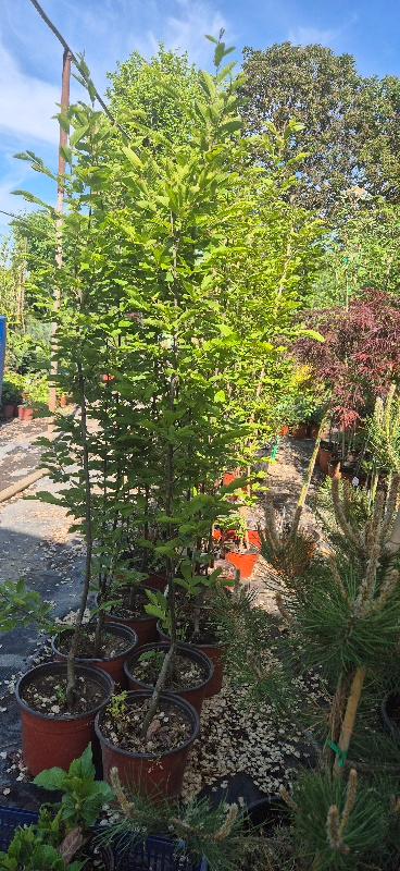 - Stubasti grab - Carpinus Betulus 'Fastigiata' - Slika 2