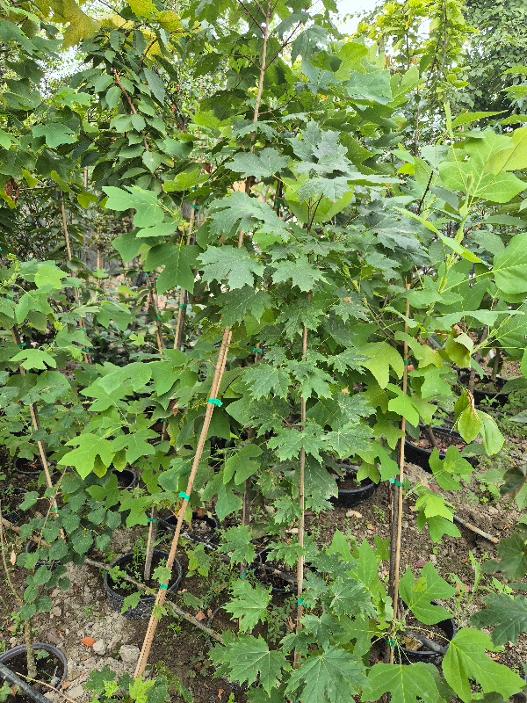 - Gorski javor – Acer pseudoplatanus - Slika 3