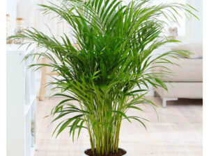 - Areka palma - Dypsis lutescens