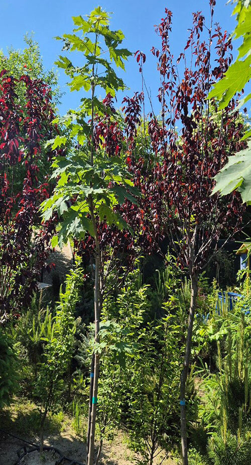 - Gorski javor – Acer pseudoplatanus - Slika 2