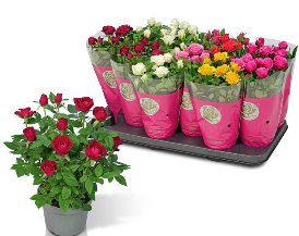 - Ruže patuljaste - Rosa cordana - Slika 4
