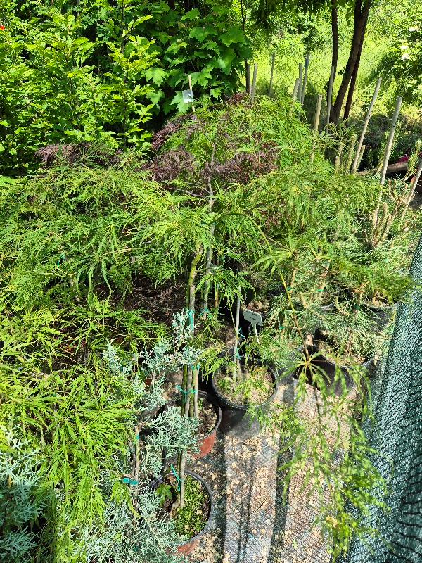 - Zelenolisni javor (Acer Palmatum Dissectum 'Garnet Green') - Slika 2