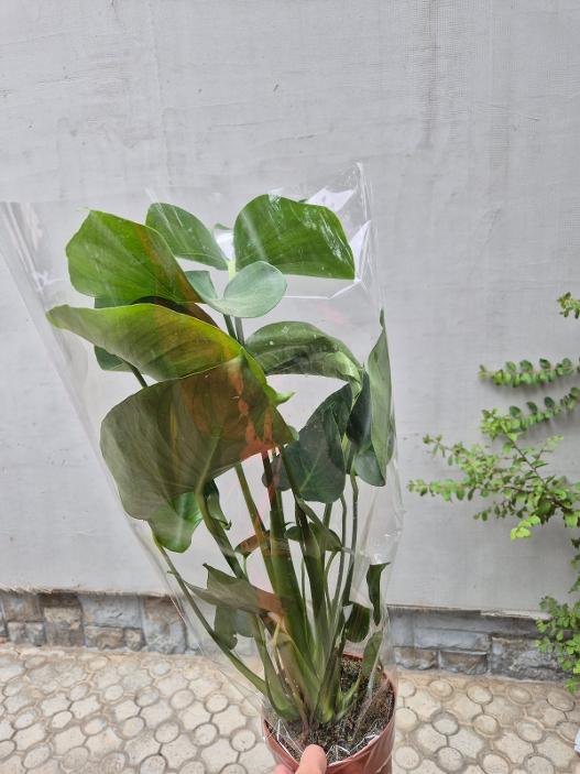 - Monstera - Monstera deliciosa - Slika 2