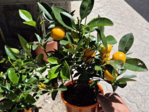 - Mandarina patuljasta