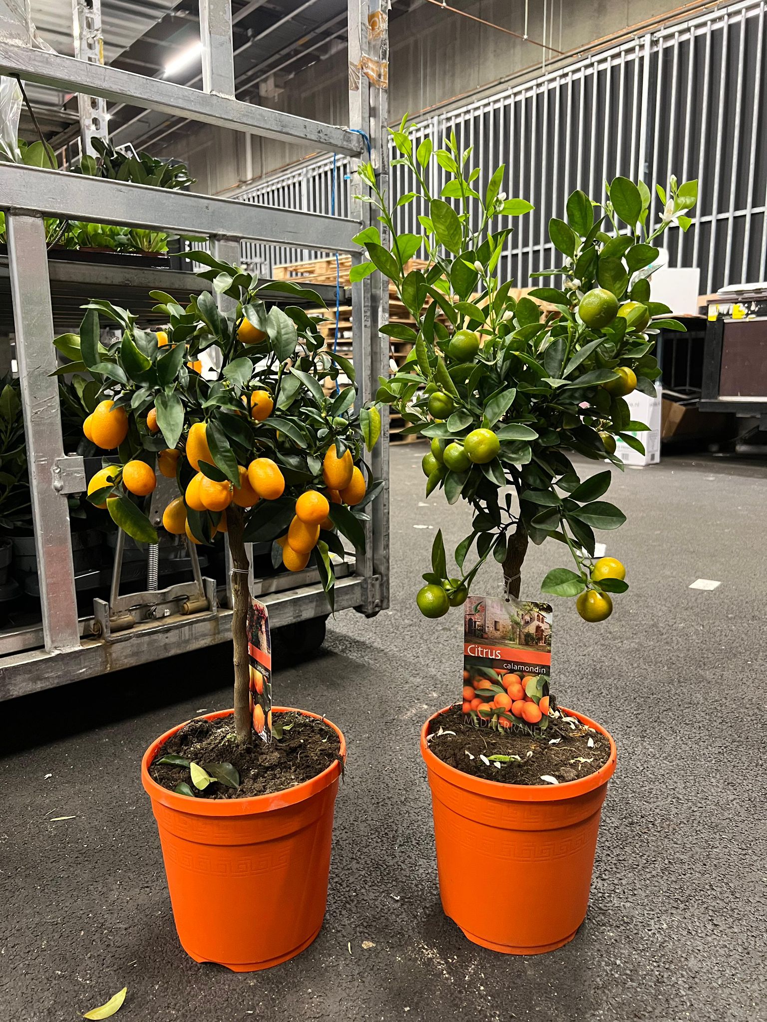 - Mandarina patuljasta - Slika 3