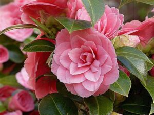 - Kamelija - Camellia japonica
