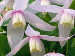 - Clematis alpina 'Willy'