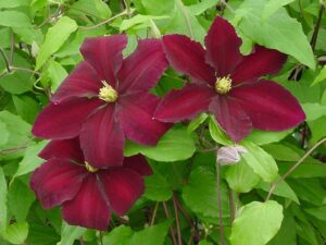 - Clematis  'Niobe'