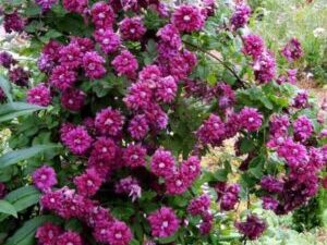 - Clematis “Purple Elegans”