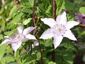 - Clematis "Hegley Hybrid"